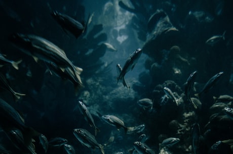 神秘的绿鳍鱼：它隐藏在深海的什么角落?