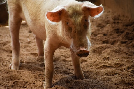 惊！研究发现：人类和猪的DNA竟有共同之处！
