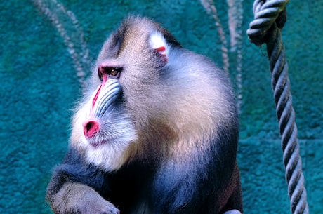 苏门答腊鼠猴：坐拥独特视力与洞穴生存技能的神秘灵长类动物