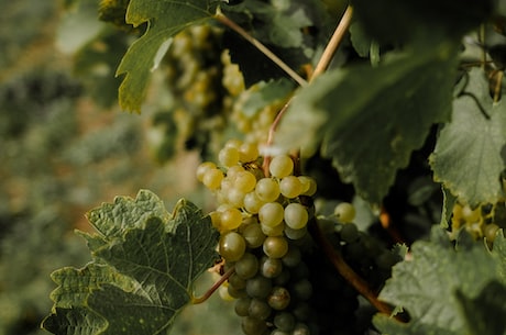 酿制葡萄酒的方法-步骤详解