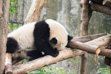 大熊猫的尾巴是什么颜色，你了解吗？