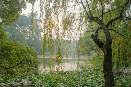 柳树（liǔ shù）：中国传统园林中常见的树种